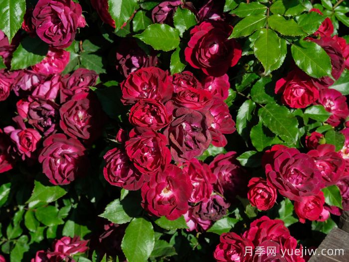 听天狼细说月季的现在与未来(图4)