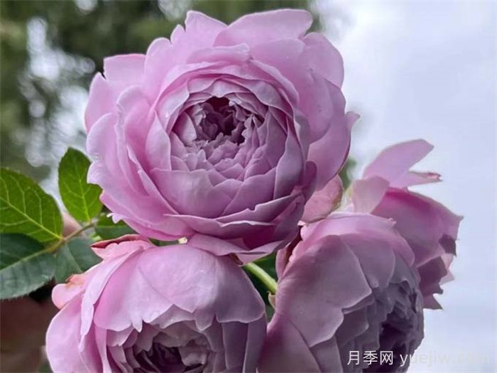 听天狼细说月季的现在与未来(图5)