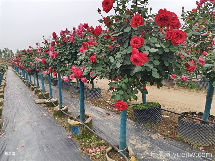 树状月季在园林景观中的广泛应用(图3)