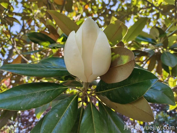 汇总200种常用绿化苗木习性，必须收藏(图2)