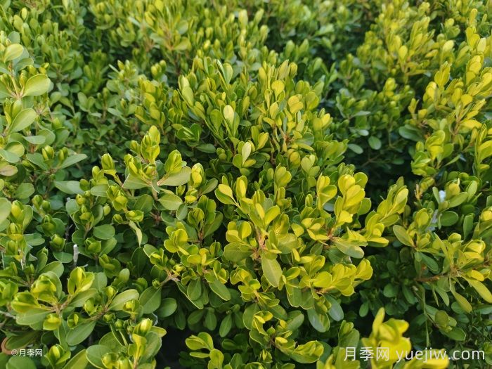汇总200种常用绿化苗木习性，必须收藏(图5)