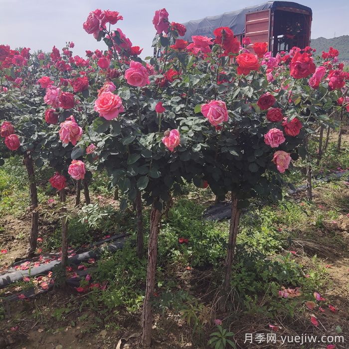 为什么3公分树状月季成绿化工程批发爆款？(图2)