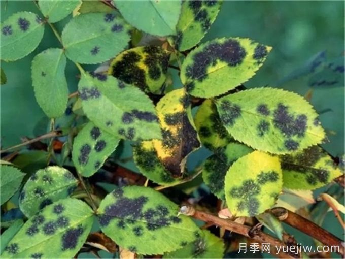 月季花夏季的修剪、施肥和防治病虫害攻略(图3)