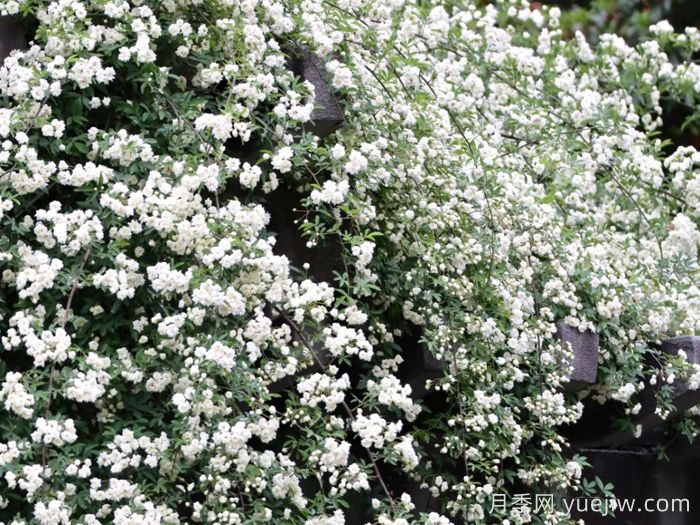 白木香月季介绍和优缺点(图1)