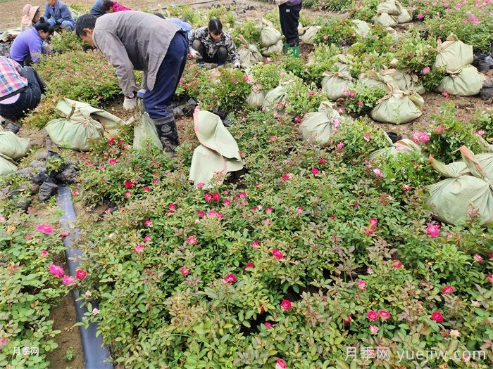 营养钵月季多少钱一棵？营养钵月季怎么缓苗？(图2)