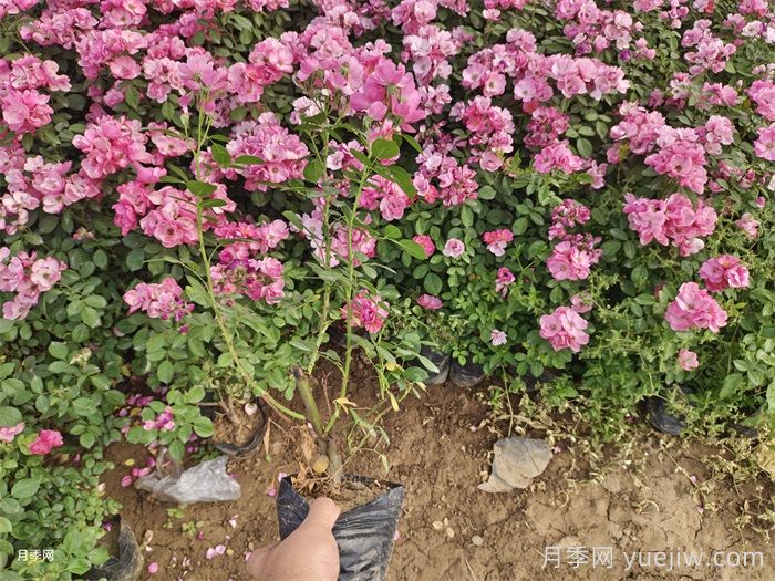 营养钵月季多少钱一棵？营养钵月季怎么缓苗？(图1)