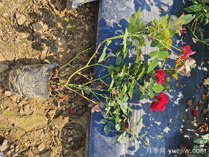 营养钵月季多少钱一棵？营养钵月季怎么缓苗？(图3)