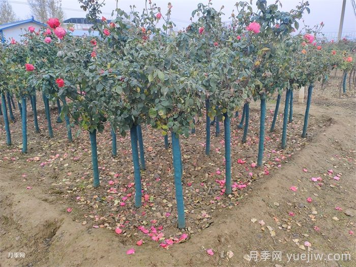 树状月季门道多，南阳树状月季怎样种植？月季冠幅小偏冠是啥原因？(图2)