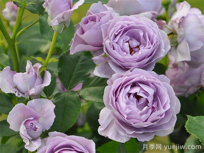 推荐10款蓝紫色系月季品种，总有一款你喜欢(图3)