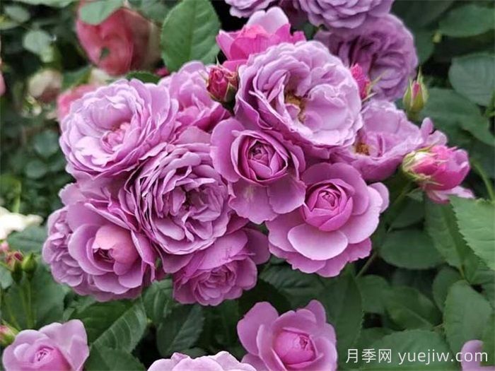 推荐10款蓝紫色系月季品种，总有一款你喜欢(图4)