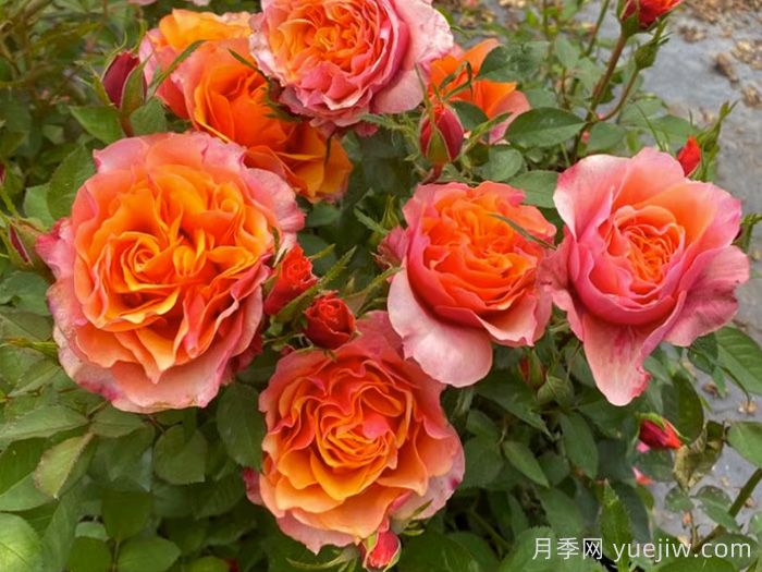 推荐9个适合新手种植的丹麦永远月季(图1)