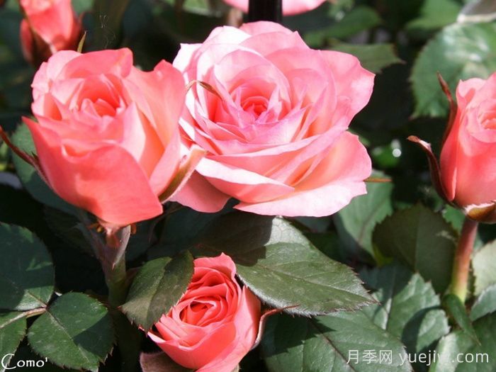 推荐9个适合新手种植的丹麦永远月季(图5)