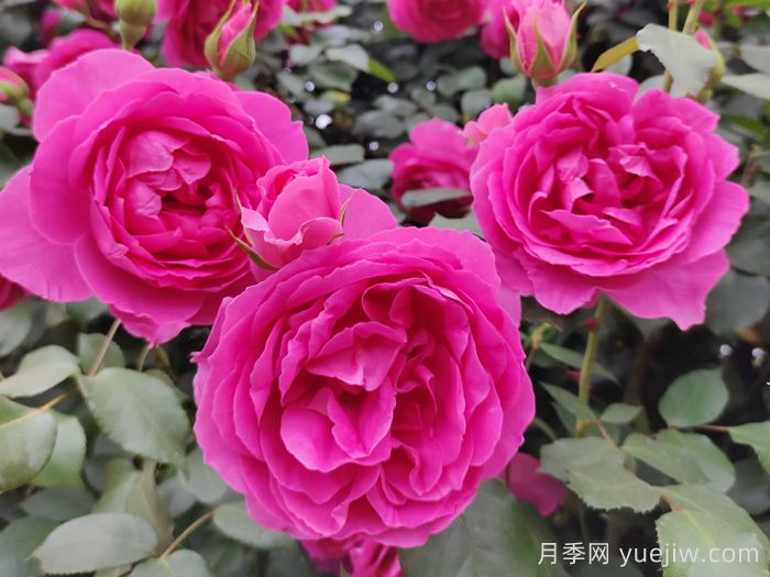 推荐10款经典的藤本月季排行榜,你喜欢哪个?(图3) 推荐10款经典的藤本月季排行榜,你喜欢哪个?(图3)