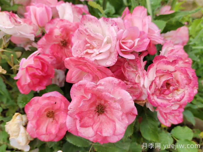 推荐10款经典的藤本月季排行榜,你喜欢哪个?(图8) 推荐10款经典的藤本月季排行榜,你喜欢哪个?(图8)