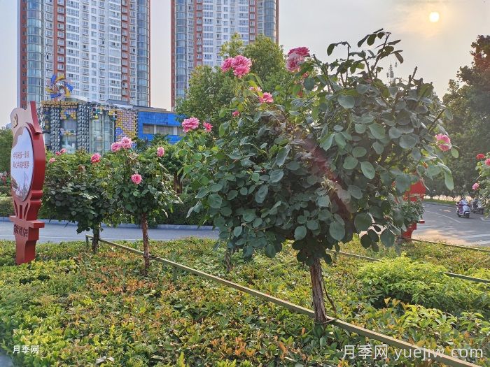 最全面的月季树种植、移栽养护资料汇总(图2)