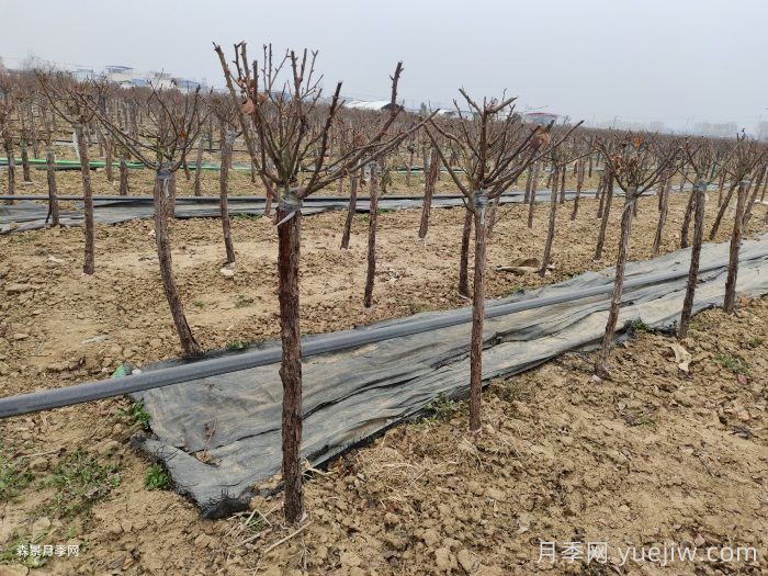 最全面的月季树种植、移栽养护资料汇总(图3)