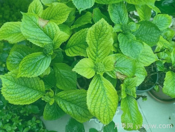 绣球叶片发黄焦边？原因总结和对应解决方法(图1)