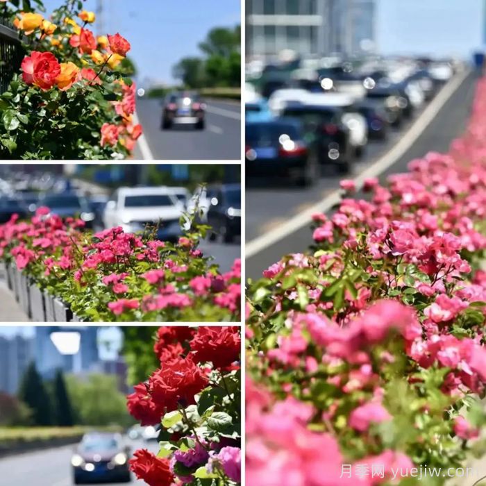 北京月季花开满城，一路繁花相伴美好(图1)