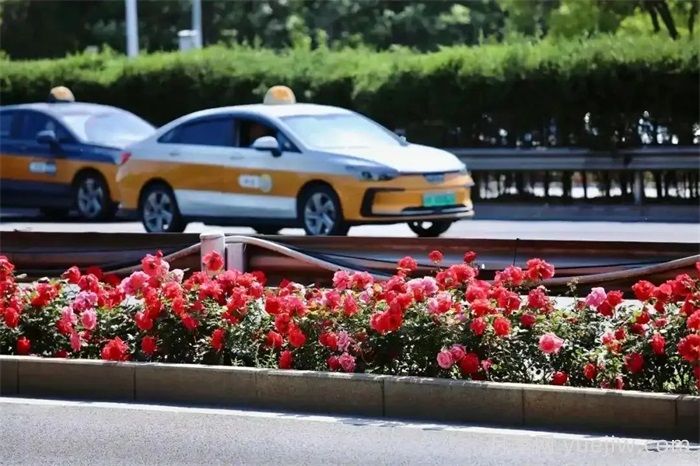 北京月季花开满城，一路繁花相伴美好(图2)
