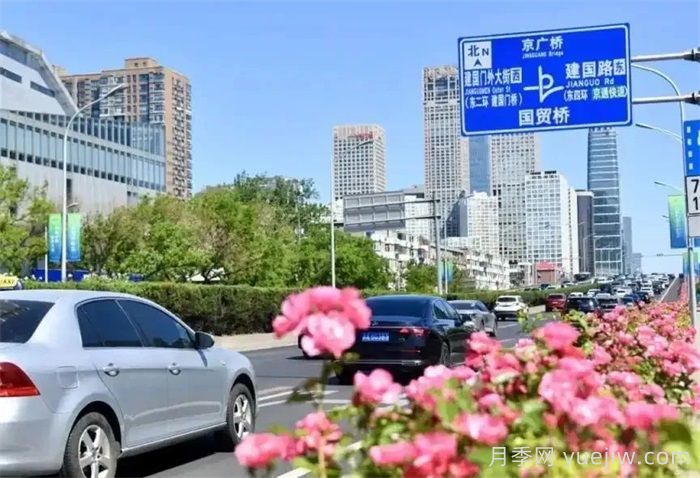 北京月季花开满城，一路繁花相伴美好(图3)