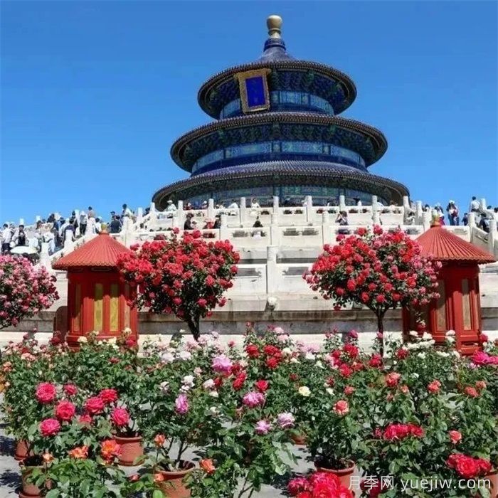 北京月季花开满城，一路繁花相伴美好(图4)