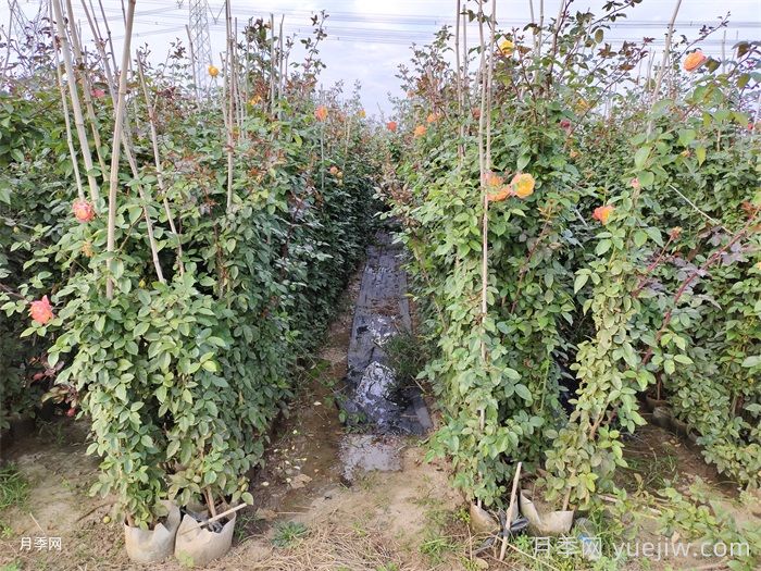 四季开花的南阳藤本月季有哪些？(图2)