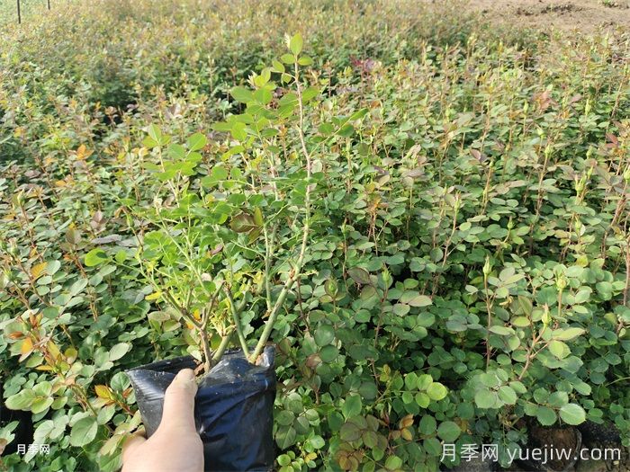 盆栽月季入春后死亡的原因是什么？(图1)