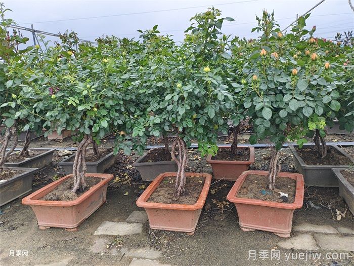 月季花一定要这样修剪(图1)