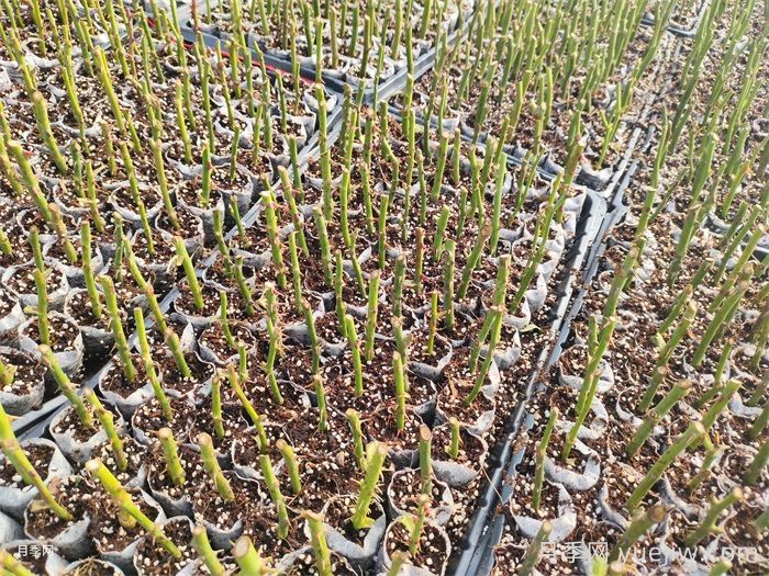 花友插月季枝生根的小窍门(图1)