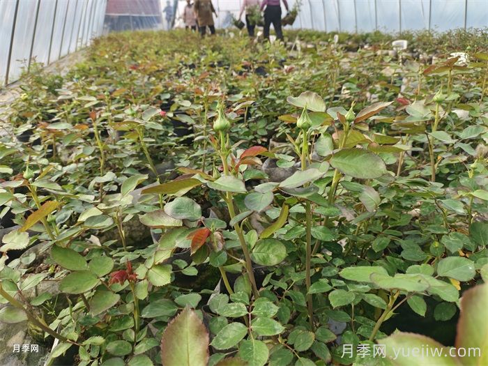 月季全年12个月的养护指南，月季花开得又大又多(图1)