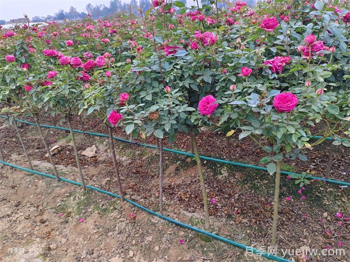 月季全年12个月的养护指南，月季花开得又大又多(图3)