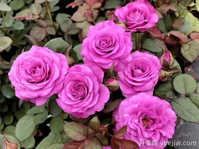 浪漫比克和冥王星阳台哪个适合阳台种植？(图2)