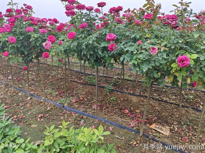 用野生蔷薇嫁接月季，能不能养成树状月季？(图3)