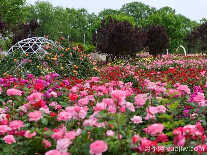 月季名园：石家庄市植物园玫瑰月季园(图1)
