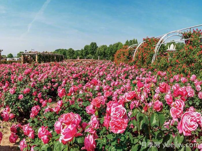 月季名园：石家庄市植物园玫瑰月季园(图2)