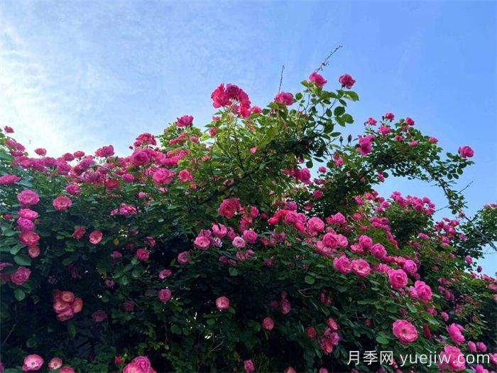 月季名园：石家庄市植物园玫瑰月季园(图3)