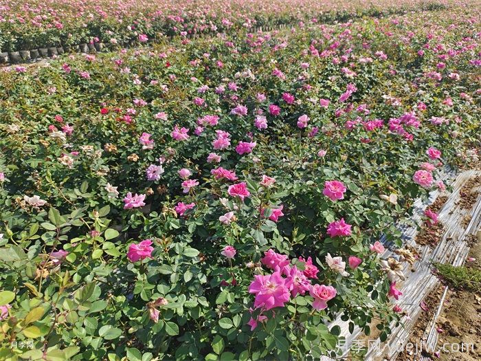 月季怎么养才长得好？按照这4点来做(图2)