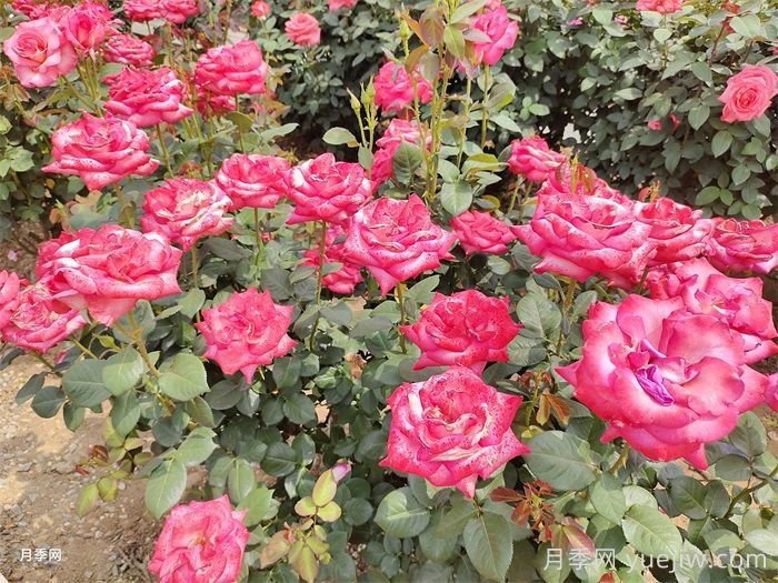 月季苗用什么肥养护长得健壮花多？(图2)
