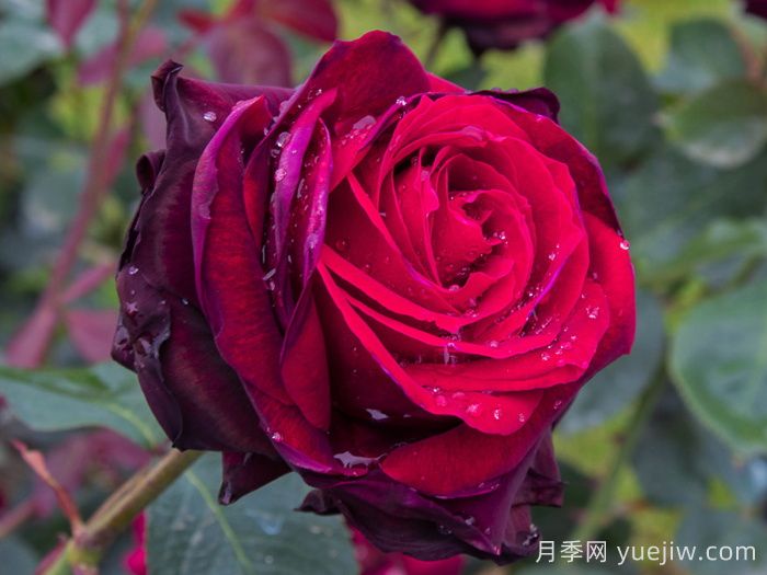 鲜切玫瑰品种有多少？花艺常用65种玫瑰品种介绍(图2)