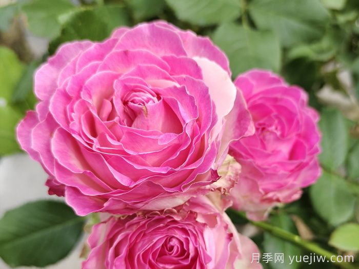 鲜切玫瑰品种有多少？花艺常用65种玫瑰品种介绍(图5)