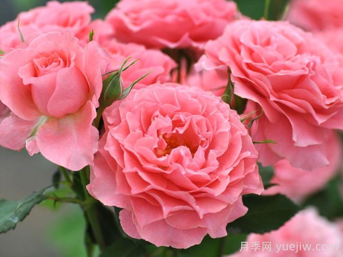 鲜切玫瑰品种有多少？花艺常用65种玫瑰品种介绍(图6)