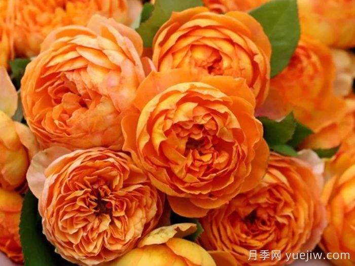 鲜切玫瑰品种有多少？花艺常用65种玫瑰品种介绍(图10)