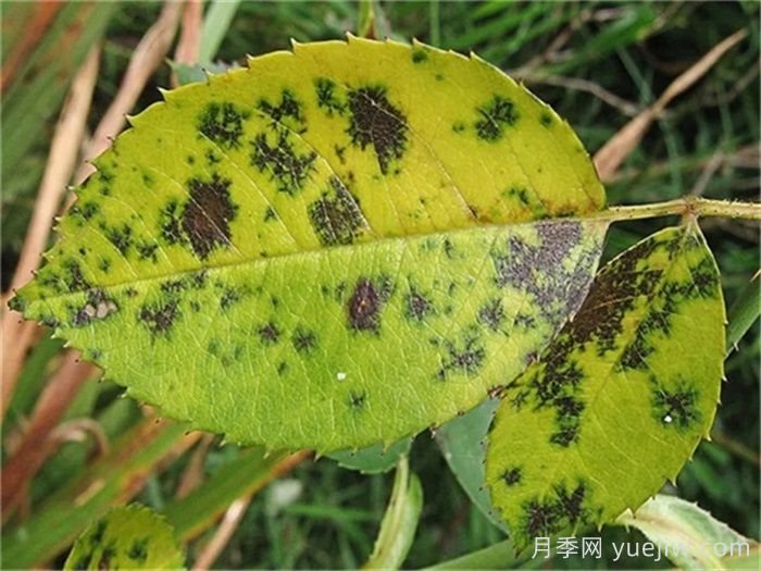 月季黑斑病的症状及防治方法(图1)