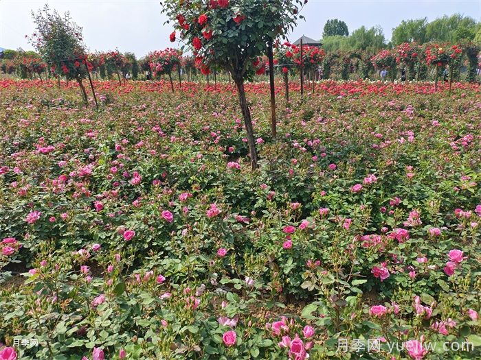 7月入伏盛夏期间月季怎么养？夏季养好秋季爆花(图3)