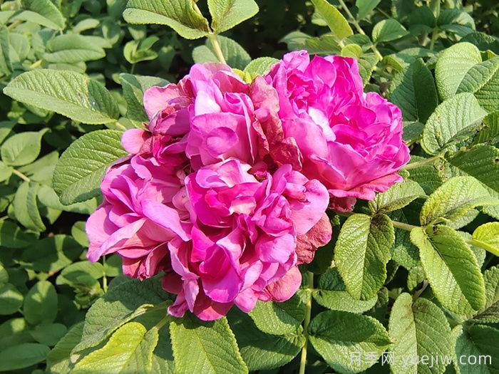 玫瑰花：解郁结之气，养红润之颜(图2)