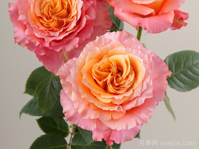 分享9种带香味的美丽玫瑰(图1)