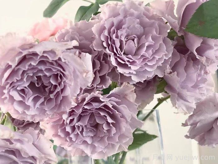 分享9种带香味的美丽玫瑰(图3)