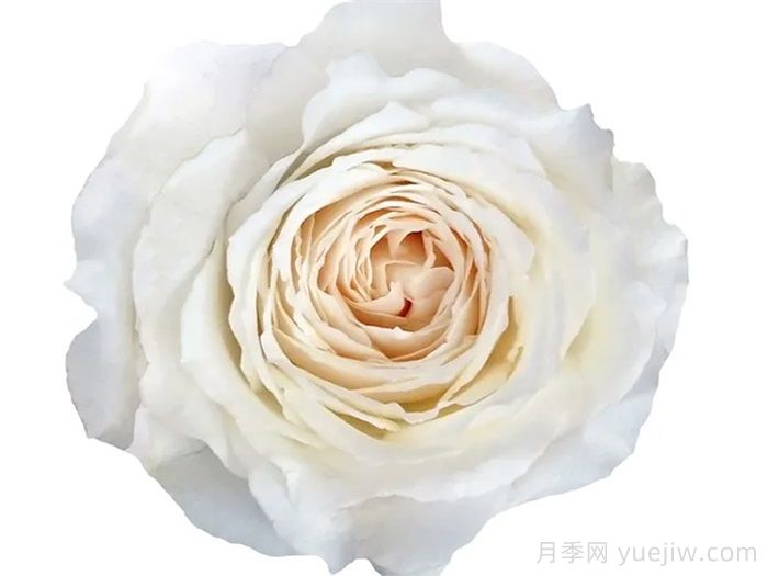 分享9种带香味的美丽玫瑰(图5)