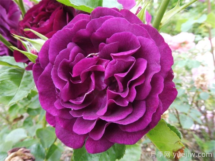 分享9种带香味的美丽玫瑰(图6)