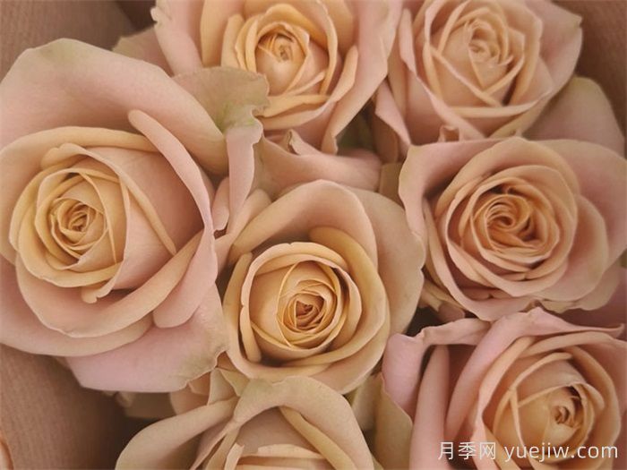 推荐9款适合新手入坑的切花月季品种(图3)